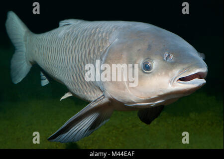 Graskarpfen (Ctenopharyngodon idella) unter Wasser. Deutschland Stockfoto