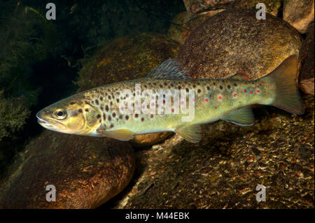 Die Bachforelle (Salmo trutta Fario) Schwimmen unter Wasser. Deutschland Stockfoto