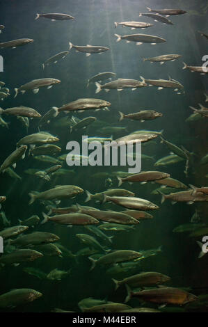 Europäische Felchen (Coregonus lavaretus, Arten komplex). Schwarm in einem See. Deutschland Stockfoto