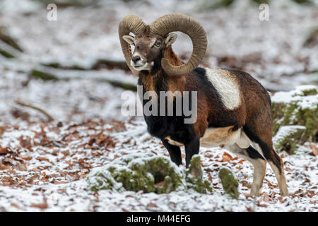 Europäischer Mufflon (Ovis orientalis Musimon). Ram in Wald im Winter. Deutschland Stockfoto