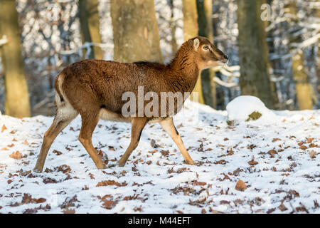 Europäischer Mufflon (Ovis orientalis Musimon). Weibliche Wandern in Wald im Winter. Deutschland Stockfoto