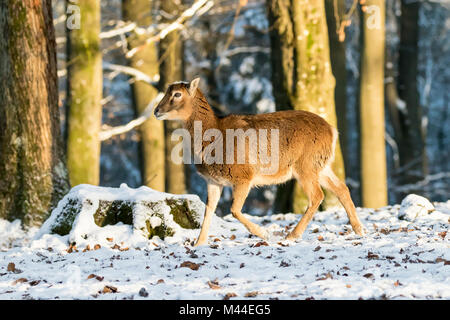 Europäischer Mufflon (Ovis orientalis Musimon). Weibliche Wandern in Wald im Winter. Deutschland Stockfoto