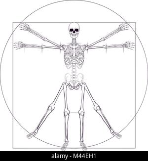 Skelett Da Vinci Vitruvianische Mensch Stock Vektor