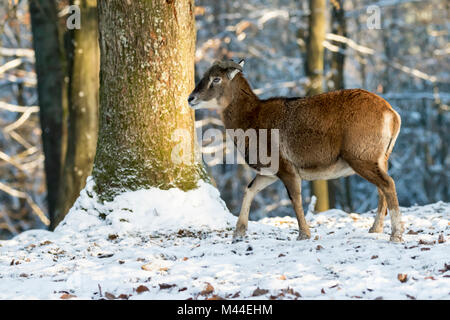 Europäischer Mufflon (Ovis orientalis Musimon). Ewe Wandern in Wald im Winter. Deutschland Stockfoto