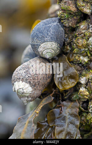 Gemeinsame Strandschnecken (Littorina millionenstadt) und Muscheln in der Gezeitenzone. Nordsee, Deutschland Stockfoto