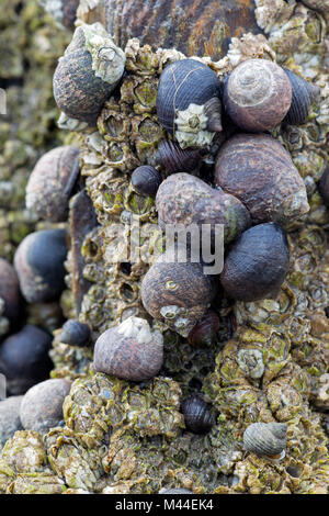 Gemeinsame Strandschnecken (Littorina millionenstadt) und Muscheln in der Gezeitenzone. Nordsee, Deutschland Stockfoto