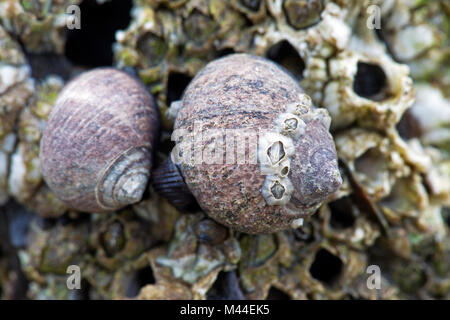 Gemeinsame Strandschnecken (Littorina millionenstadt) und Muscheln in der Gezeitenzone. Nordsee, Deutschland Stockfoto