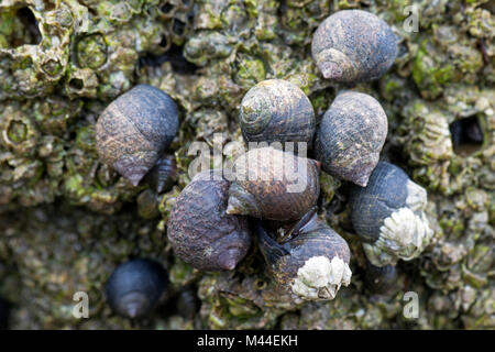 Gemeinsame Strandschnecken (Littorina millionenstadt) und Muscheln in der Gezeitenzone. Nordsee, Deutschland Stockfoto