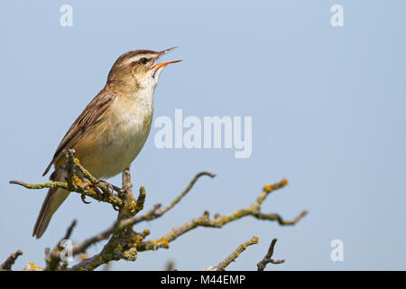 Schilfrohrsänger (Acrocephalus schoenobaenus). Männliche in Song auf einem Zweig thront. Deutschland Stockfoto