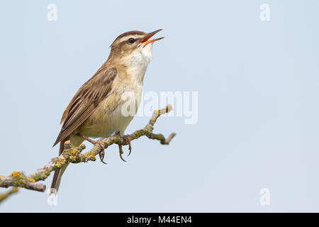 Schilfrohrsänger (Acrocephalus schoenobaenus). Männliche in Song auf einem Zweig thront. Deutschland Stockfoto