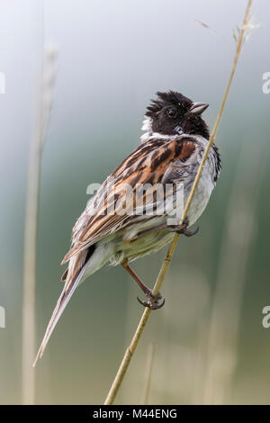 Rohrammer (Emberiza schoeniclus). Männliche Zucht im Gefieder auf ein Rohr Stiel. Deutschland Stockfoto