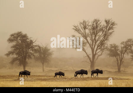 Streifengnu (connochaetes Taurinus). Vier Personen Roaming in einem Sandsturm in der trockenen Nossob Riverbed mit camelthorn Bäume (Acacia Erioloba) im Hintergrund. Kalahari Wüste, Kgalagadi Transfrontier Park, Südafrika Stockfoto