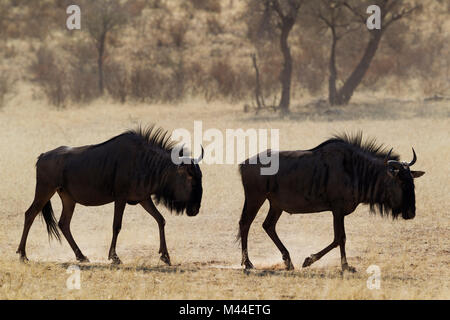 Streifengnu (connochaetes Taurinus). Tw Personen Roaming im trockenen Flussbett des Auob River. Kalahari Wüste, Kgalagadi Transfrontier Park, Südafrika Stockfoto