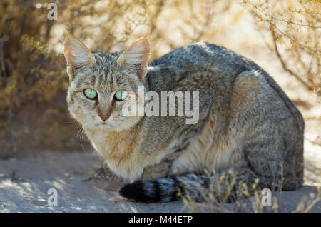 Afrikanische Wildkatze (Felis silvestris lybica). Das Fahrzeug der Fotograf ist in seinen Augen wider. Kalahari Wüste, Kgalagadi Transfrontier Park, Südafrika Stockfoto