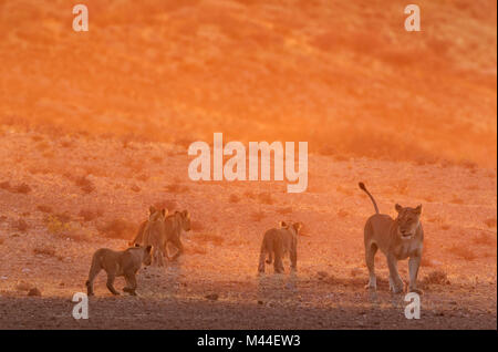 Afrikanischer Löwe (Panthera leo). Weibchen mit 4 Jungen im Licht des frühen Morgens, Wandern. Kalahari Wüste, Kgalagadi Transfrontier Park, Südafrika Stockfoto