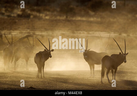 Oryx (Oryx gazella. Nervös und viel Staub in den frühen Morgen. Kalahari Wüste, Kgalagadi Transfrontier Park, Südafrika Stockfoto