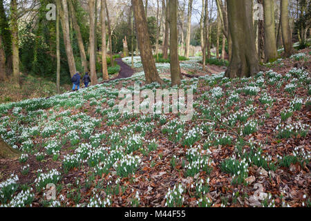 Schneeglöckchen im Wald an der Rokokogarten, Painswick, die Cotswolds, Gloucestershire, England, Vereinigtes Königreich, Europa Stockfoto