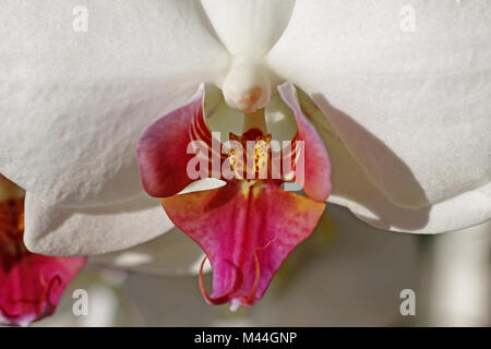Phalaenopsis Hybriden, die Motten Orchidee - Phalaenopsis hybriden Orchideen Stockfoto