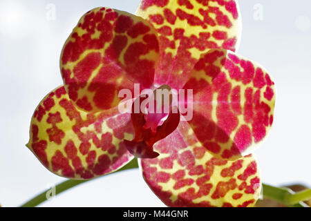 Phalaenopsis Hybriden, die Motten Orchidee - Phalaenopsis hybriden Orchideen Stockfoto