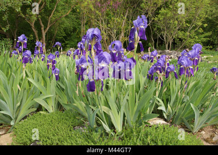 Iris germanica, Deutsche, deutsche Schwertlilie iris Stockfoto