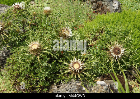 Carlina acaulis, Silberdistel, stemless Silberdistel Stockfoto