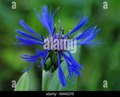 Berg Kornblume Stockfoto