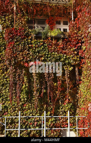 Boston Efeu, Parthenocissus tricuspidata, Deutschland Stockfoto