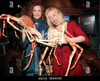 Spidercrabs SEA LIFE Berlin, Alexandra Kamp Stockfoto