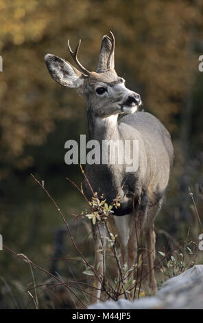 Junge Rehe Hirsch im Herbst - (Black-tailed deer) Stockfoto