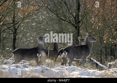 Dybowski Sika Deer Hinds und Waden im Winter Stockfoto