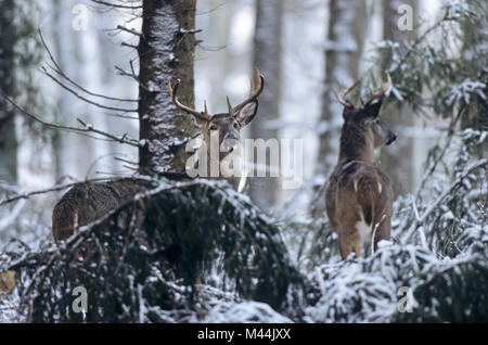 Weißwedelhirsche Hirsche im Winter - (Virginia Hirsche) Stockfoto