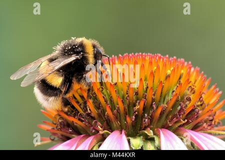 Hummel auf ein Sonnenhut Stockfoto