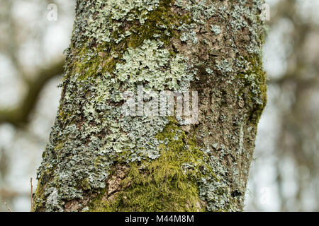 Flechten und Moos wächst am Baum in Englisch Wälder. Stockfoto