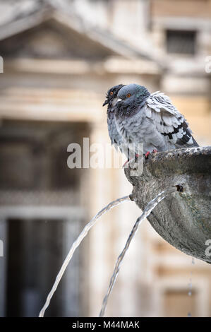 Tauben in Brunnen Stockfoto