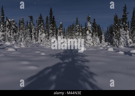 Winter Landschaft im Mondlicht, Muddus NP, Schweden Stockfoto