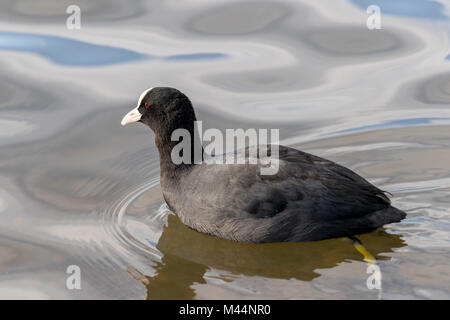 Eurasischen Blässhuhn (Fulica atra) Schwimmen in Nahaufnahme Detail. Stockfoto