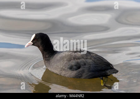 Eurasischen Blässhuhn (Fulica atra) Schwimmen in Nahaufnahme Detail. Stockfoto