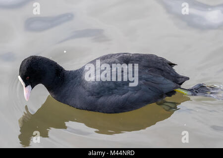 Eurasischen Blässhuhn (Fulica atra) Schwimmen in Nahaufnahme Detail. Stockfoto