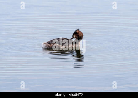 Crested Haubentaucher (Podiceps cristatus) putzen, beim Schwimmen. Stockfoto