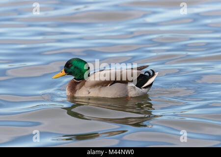 Stockente (Anas platyrhynchos) Drake Schwimmen in der Nähe Profil. Stockfoto