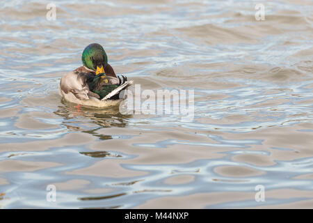 Stockente (Anas platyrhynchos) Drake Putzen im Wasser Nahaufnahme Stockfoto