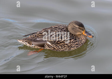 Nahaufnahme der Stockente (Anas platyrhynchos) Jugendliche schwimmen. Stockfoto