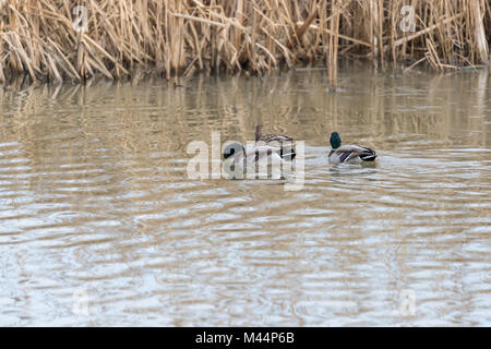 3 Stockenten (Anas platyrhynchos) Schwimmen in der Nähe von Reed - Bett. Stockfoto