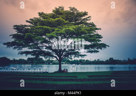 Lonely riesigen Baum stehend auf grünem Gras mit dem See und Sonnenlicht Hintergrund im regnerischen Tag. Stockfoto