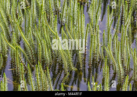 Hippuris vulgaris, gemeinsame Stuten Schwanz, Mares Schwanz Stockfoto