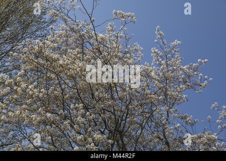 Amelanchier lamarkii, verschneite mespilus, Juneberry Stockfoto