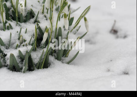 Bitter kalt ein plötzlicher Schneefall beschichtet gemeinsame Schneeglöckchen im Schnee, in dem die Triebe und Blüten peeping durch mit Schneeflocken noch auf festhalten Stockfoto