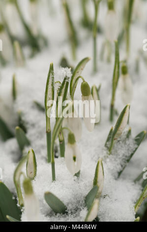 Bitter kalt ein plötzlicher Schneefall beschichtet gemeinsame Schneeglöckchen im Schnee, in dem die Triebe und Blüten peeping durch mit Schneeflocken noch auf festhalten Stockfoto