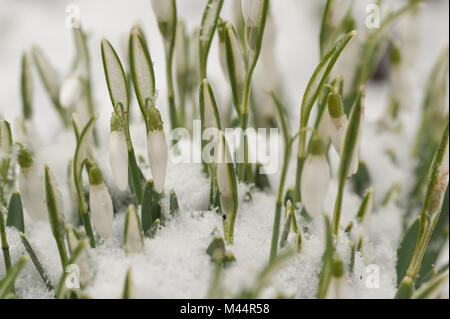 Bitter kalt ein plötzlicher Schneefall beschichtet gemeinsame Schneeglöckchen im Schnee, in dem die Triebe und Blüten peeping durch mit Schneeflocken noch auf festhalten Stockfoto