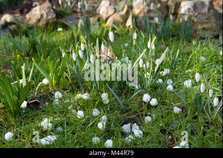 Freak de Wetter sieht hagelt Steine 10 mm bis 15 mm, die größer als die Blüten der schneeglöckchen Galanthus nivalis auf Gras Frost verstreut Stockfoto